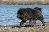 DOGUE DU TIBET 127